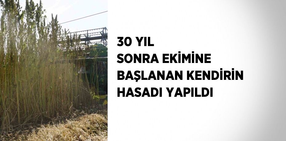 30 YIL SONRA EKİMİNE BAŞLANAN KENDİRİN HASADI YAPILDI