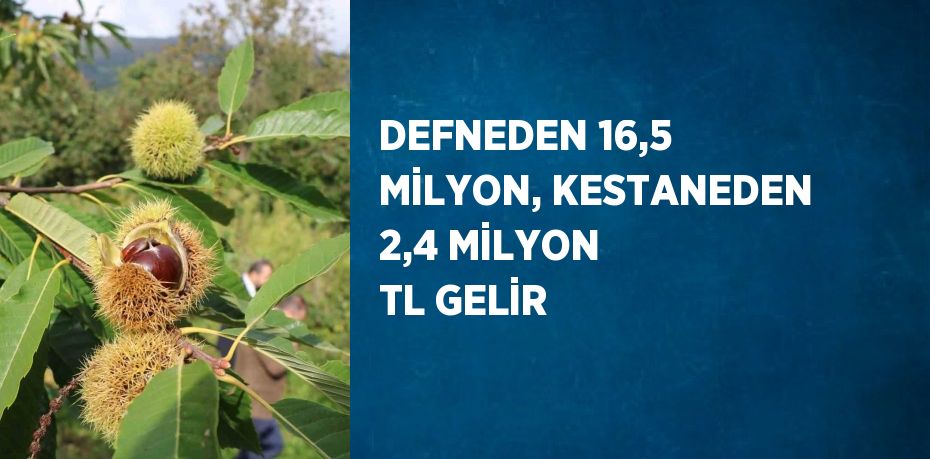 DEFNEDEN 16,5 MİLYON, KESTANEDEN 2,4 MİLYON TL GELİR