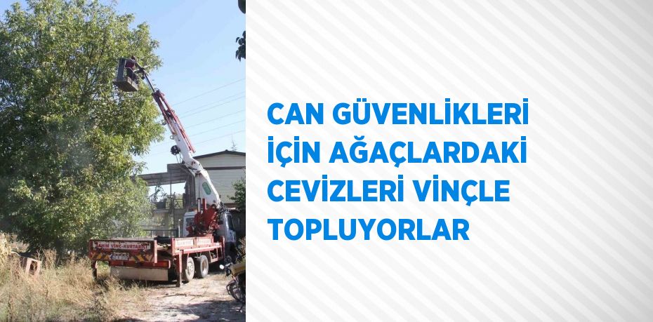 CAN GÜVENLİKLERİ İÇİN AĞAÇLARDAKİ CEVİZLERİ VİNÇLE TOPLUYORLAR