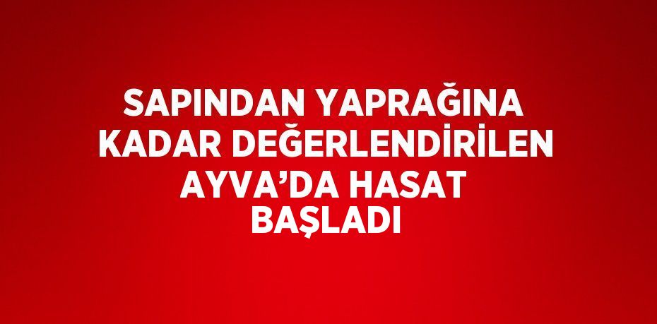 SAPINDAN YAPRAĞINA KADAR DEĞERLENDİRİLEN AYVA’DA HASAT BAŞLADI