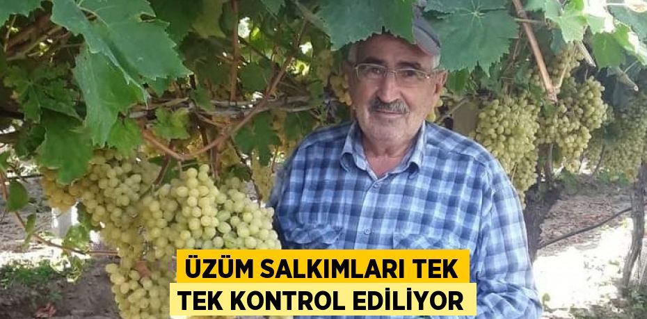 ÜZÜM SALKIMLARI TEK TEK KONTROL EDİLİYOR