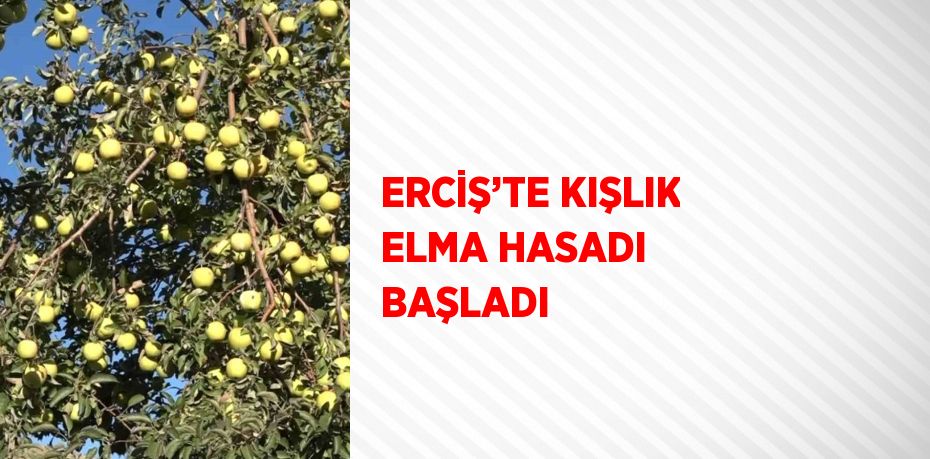 ERCİŞ’TE KIŞLIK ELMA HASADI BAŞLADI