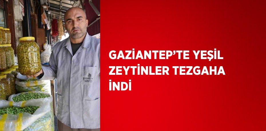 GAZİANTEP’TE YEŞİL ZEYTİNLER TEZGAHA İNDİ