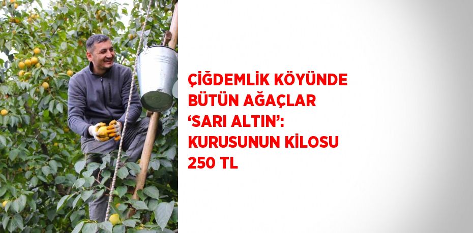 ÇİĞDEMLİK KÖYÜNDE BÜTÜN AĞAÇLAR ‘SARI ALTIN’: KURUSUNUN KİLOSU 250 TL