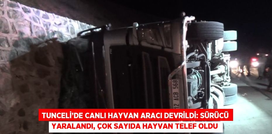 TUNCELİ’DE CANLI HAYVAN ARACI DEVRİLDİ: SÜRÜCÜ YARALANDI, ÇOK SAYIDA HAYVAN TELEF OLDU