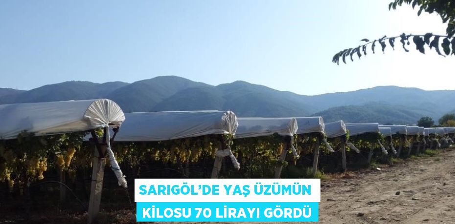 SARIGÖL’DE YAŞ ÜZÜMÜN KİLOSU 70 LİRAYI GÖRDÜ