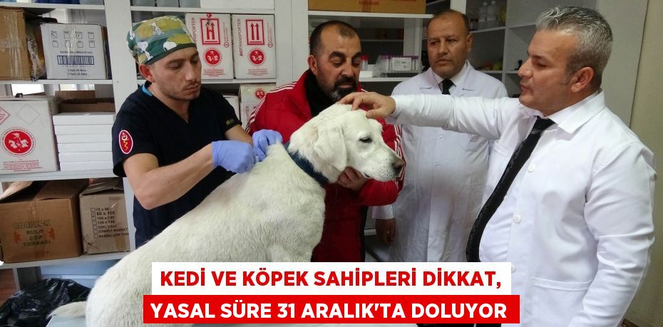 Kedi ve köpek sahipleri dikkat, yasal süre 31 Aralık’ta doluyor