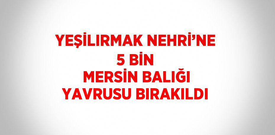 YEŞİLIRMAK NEHRİ’NE 5 BİN MERSİN BALIĞI YAVRUSU BIRAKILDI