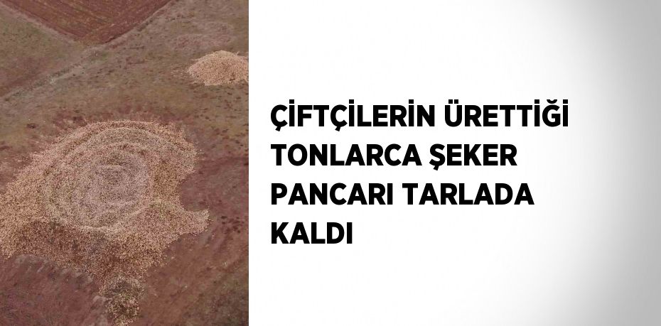 ÇİFTÇİLERİN ÜRETTİĞİ TONLARCA ŞEKER PANCARI TARLADA KALDI