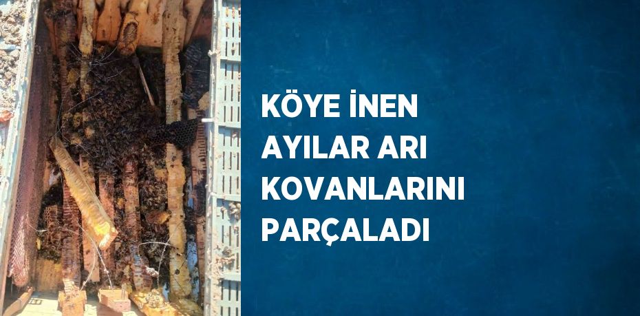 KÖYE İNEN AYILAR ARI KOVANLARINI PARÇALADI