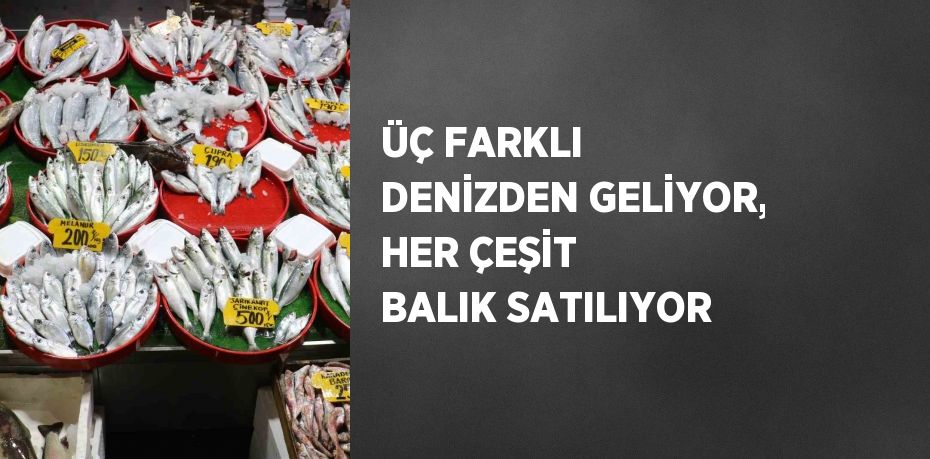 ÜÇ FARKLI DENİZDEN GELİYOR, HER ÇEŞİT BALIK SATILIYOR