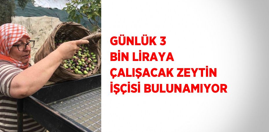 GÜNLÜK 3 BİN LİRAYA ÇALIŞACAK ZEYTİN İŞÇİSİ BULUNAMIYOR