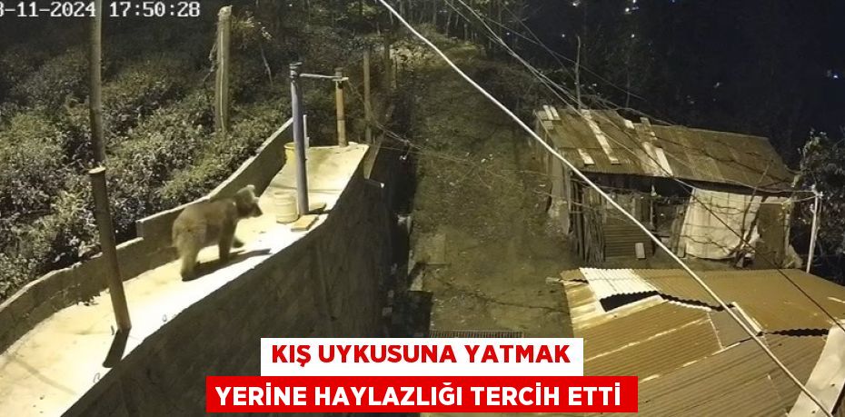 KIŞ UYKUSUNA YATMAK YERİNE HAYLAZLIĞI TERCİH ETTİ