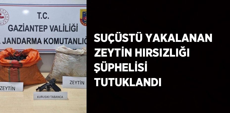 SUÇÜSTÜ YAKALANAN ZEYTİN HIRSIZLIĞI ŞÜPHELİSİ TUTUKLANDI