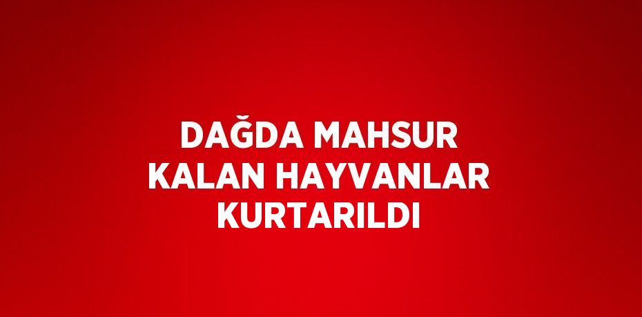 DAĞDA MAHSUR KALAN HAYVANLAR KURTARILDI