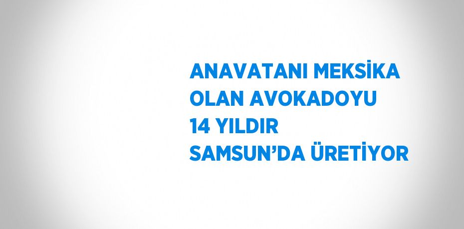 ANAVATANI MEKSİKA OLAN AVOKADOYU 14 YILDIR SAMSUN’DA ÜRETİYOR