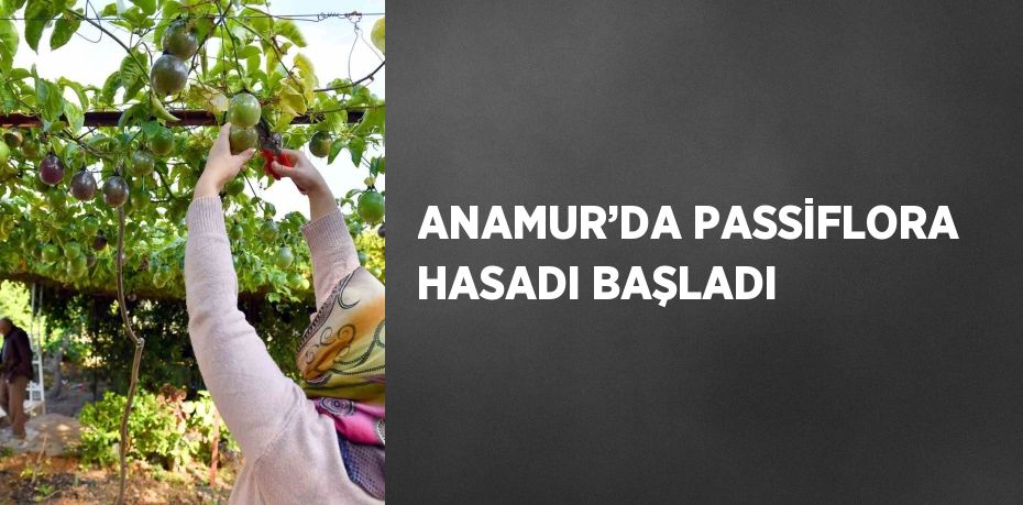 ANAMUR’DA PASSİFLORA HASADI BAŞLADI