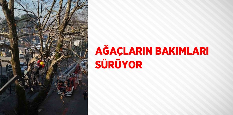 AĞAÇLARIN BAKIMLARI SÜRÜYOR