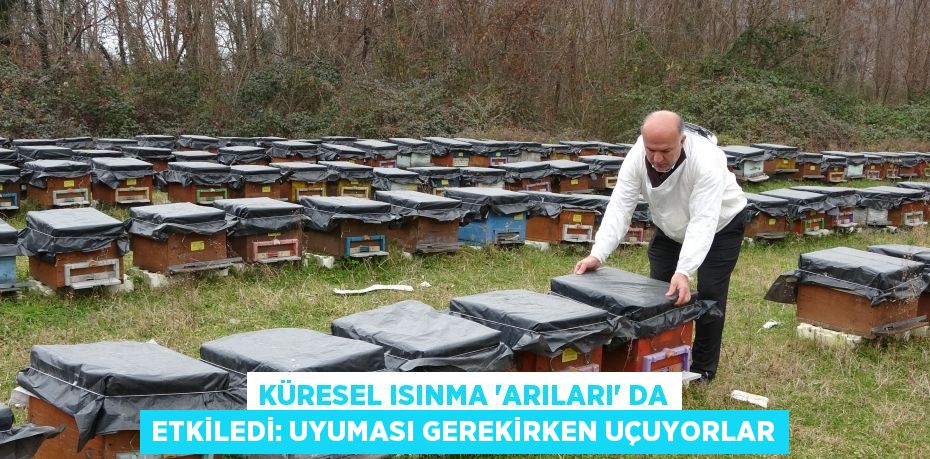 Küresel ısınma 'arıları' da etkiledi: Uyuması gerekirken uçuyorlar