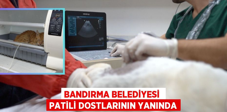 BANDIRMA BELEDİYESİ  PATİLİ DOSTLARININ YANINDA