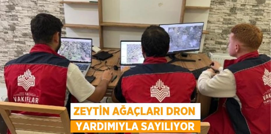 ZEYTİN AĞAÇLARI DRON  YARDIMIYLA SAYILIYOR