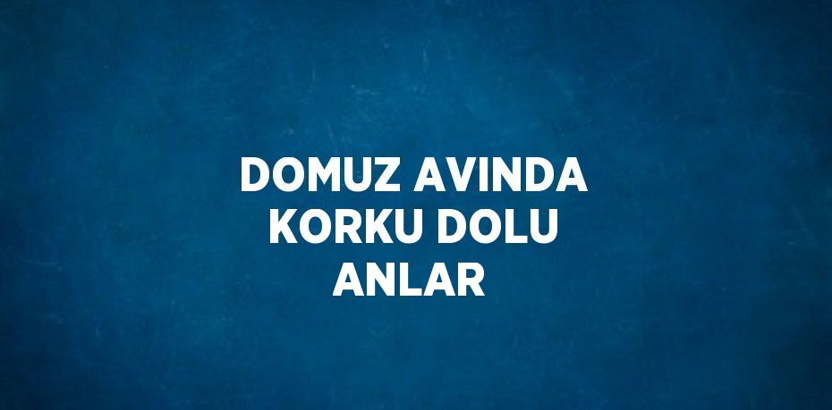 DOMUZ AVINDA KORKU DOLU ANLAR