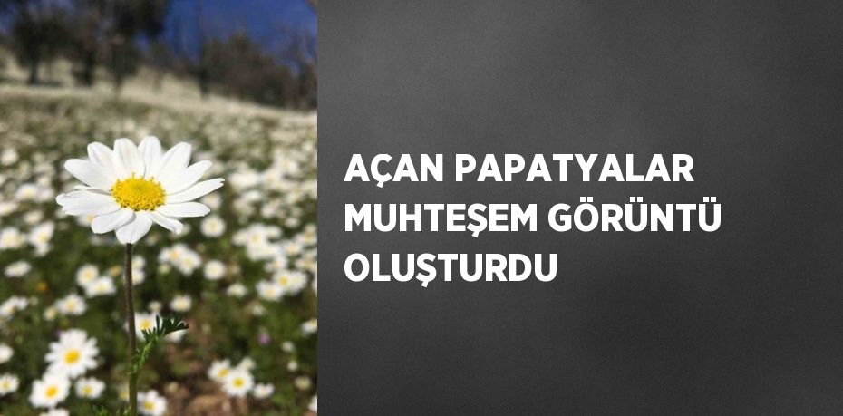 AÇAN PAPATYALAR MUHTEŞEM GÖRÜNTÜ OLUŞTURDU