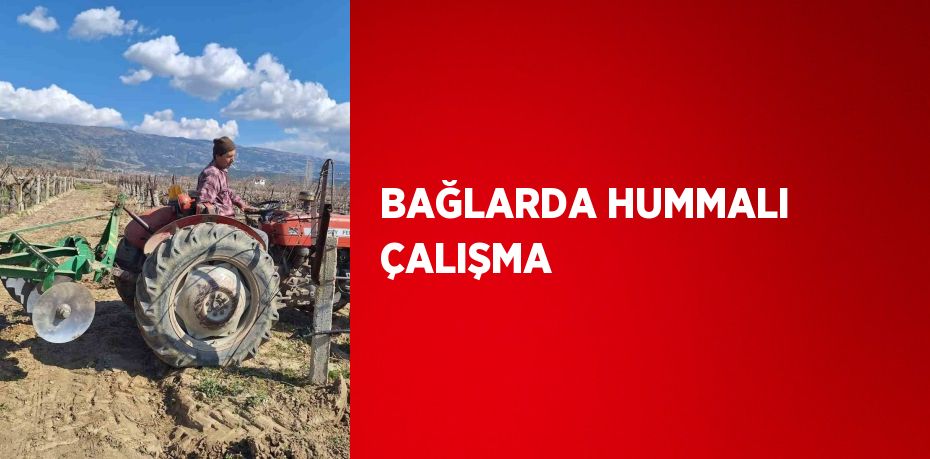 BAĞLARDA HUMMALI ÇALIŞMA