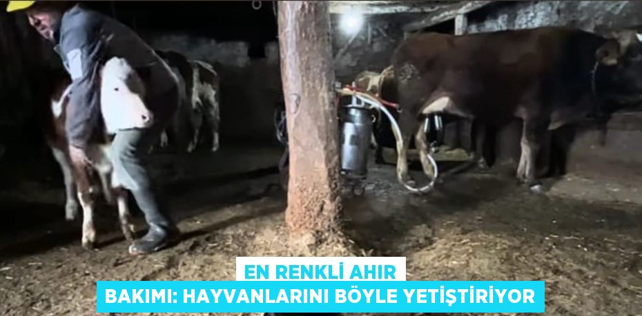 EN RENKLİ AHIR BAKIMI: HAYVANLARINI BÖYLE YETİŞTİRİYOR