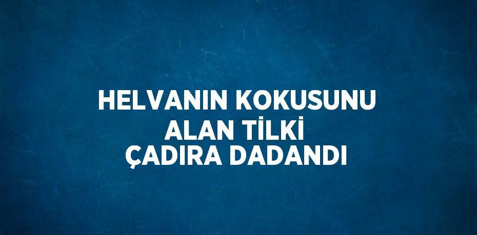 HELVANIN KOKUSUNU ALAN TİLKİ ÇADIRA DADANDI