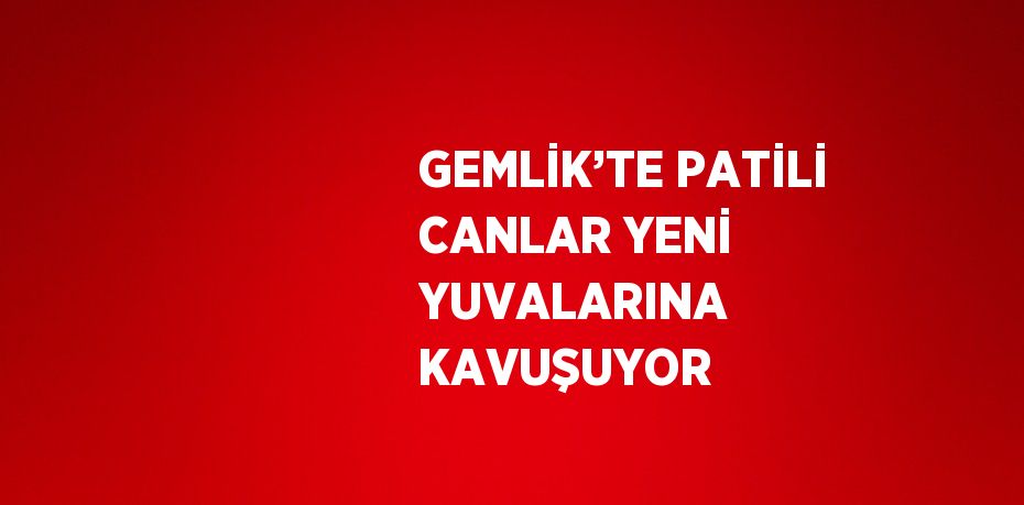 GEMLİK’TE PATİLİ CANLAR YENİ YUVALARINA KAVUŞUYOR