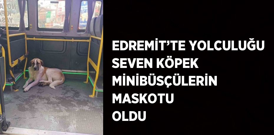 EDREMİT’TE YOLCULUĞU SEVEN KÖPEK MİNİBÜSÇÜLERİN MASKOTU OLDU