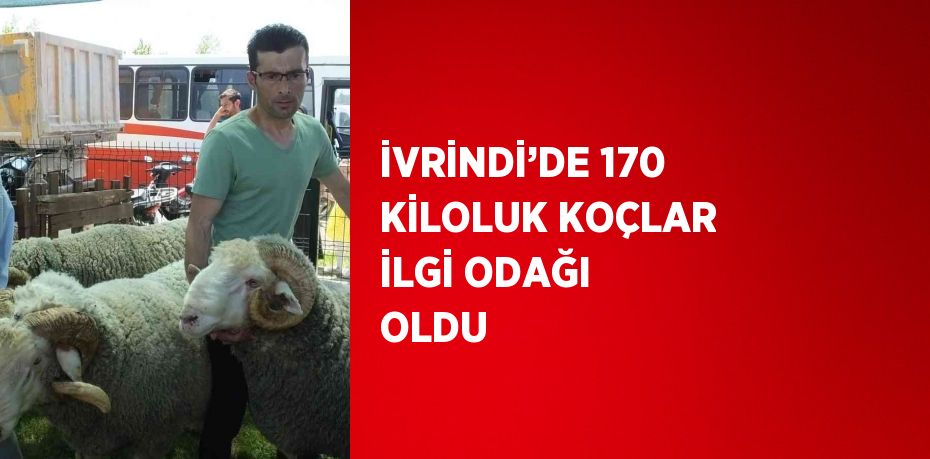 İVRİNDİ’DE 170 KİLOLUK KOÇLAR İLGİ ODAĞI OLDU