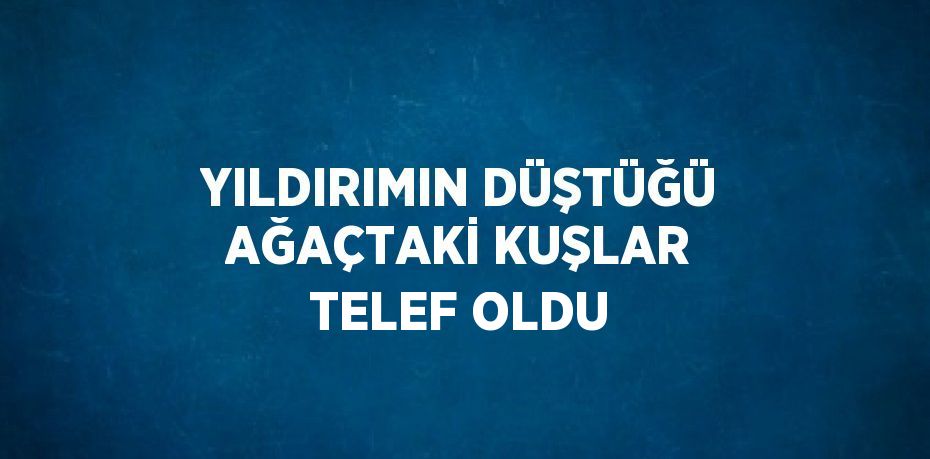 YILDIRIMIN DÜŞTÜĞÜ AĞAÇTAKİ KUŞLAR TELEF OLDU