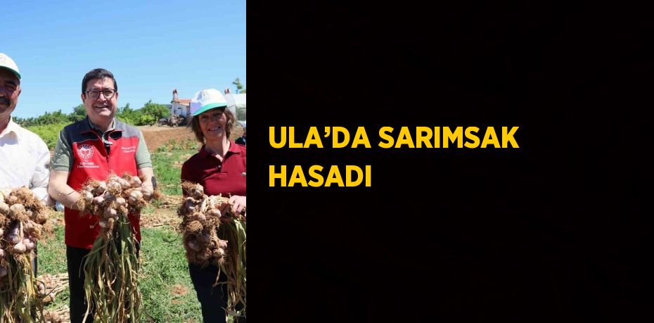 ULA’DA SARIMSAK HASADI