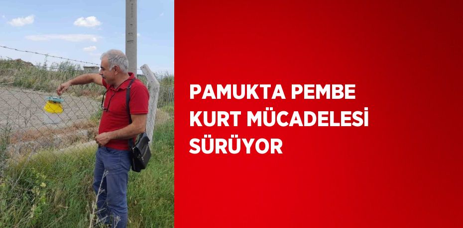 PAMUKTA PEMBE KURT MÜCADELESİ SÜRÜYOR