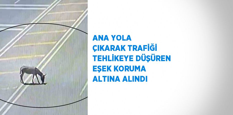 ANA YOLA ÇIKARAK TRAFİĞİ TEHLİKEYE DÜŞÜREN EŞEK KORUMA ALTINA ALINDI