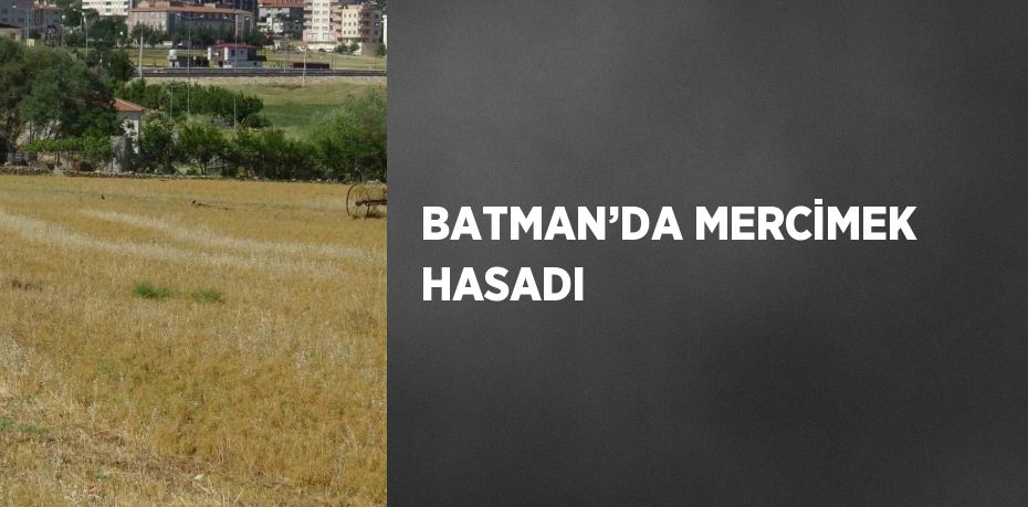 BATMAN’DA MERCİMEK HASADI