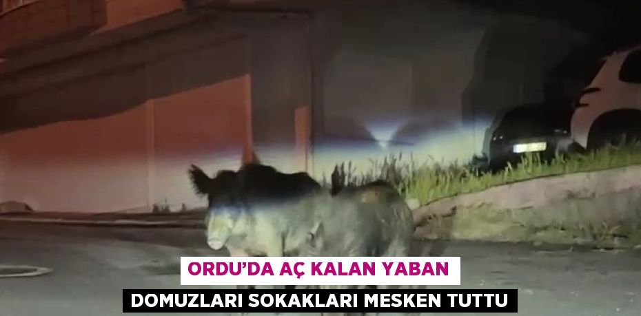 ORDU’DA AÇ KALAN YABAN DOMUZLARI SOKAKLARI MESKEN TUTTU