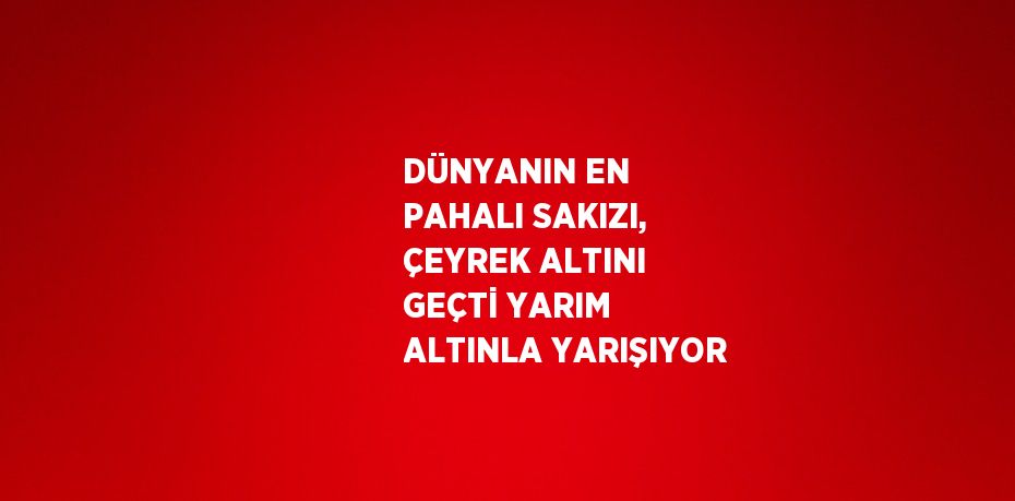 DÜNYANIN EN PAHALI SAKIZI, ÇEYREK ALTINI GEÇTİ YARIM ALTINLA YARIŞIYOR