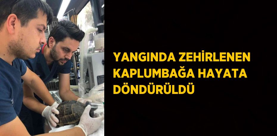 YANGINDA ZEHİRLENEN KAPLUMBAĞA HAYATA DÖNDÜRÜLDÜ