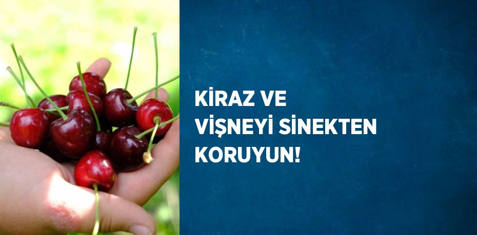 KİRAZ VE VİŞNEYİ SİNEKTEN KORUYUN!