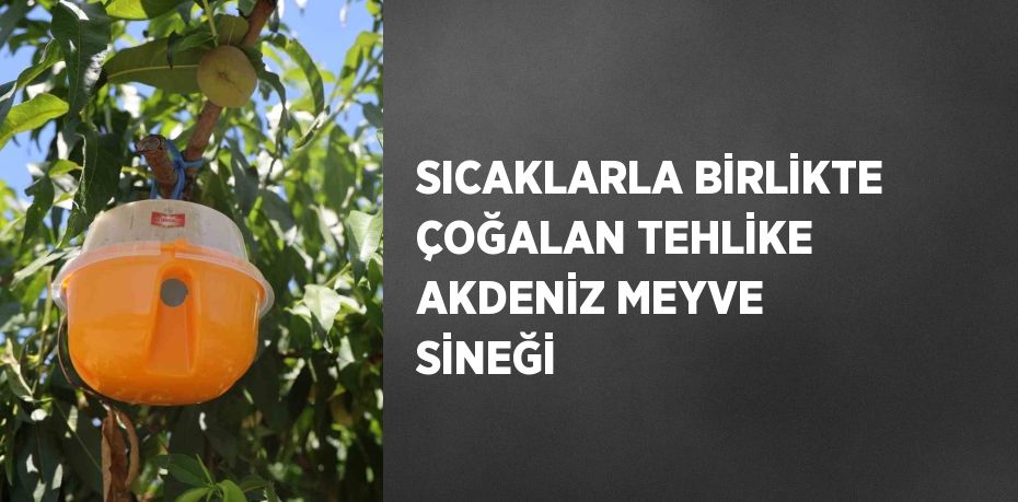 SICAKLARLA BİRLİKTE ÇOĞALAN TEHLİKE AKDENİZ MEYVE SİNEĞİ