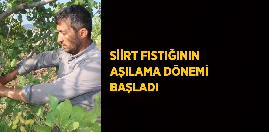 SİİRT FISTIĞININ AŞILAMA DÖNEMİ BAŞLADI