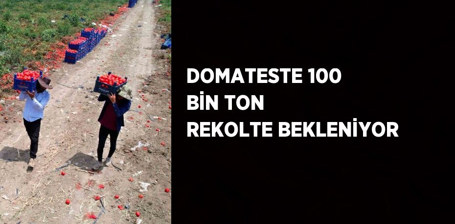 DOMATESTE 100 BİN TON REKOLTE BEKLENİYOR