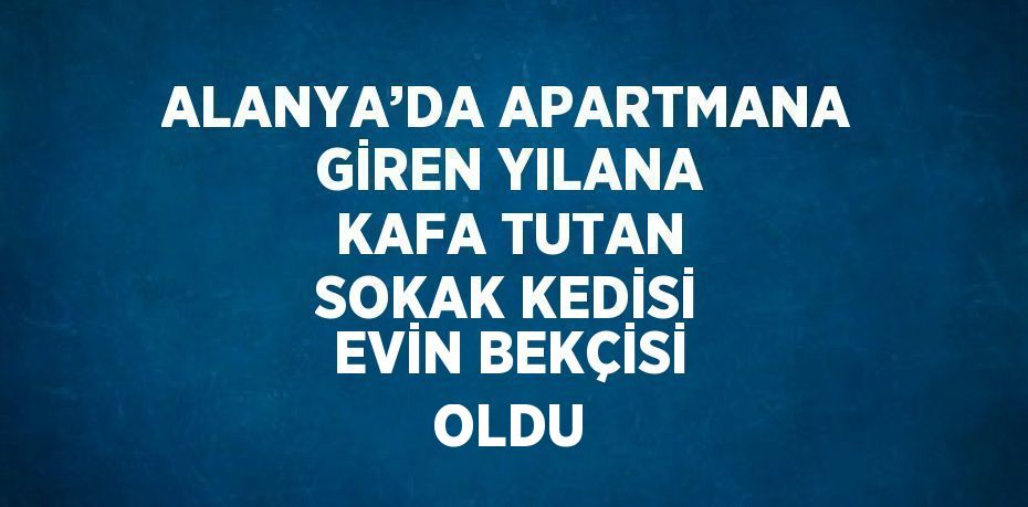 ALANYA’DA APARTMANA GİREN YILANA KAFA TUTAN SOKAK KEDİSİ EVİN BEKÇİSİ OLDU