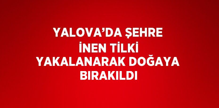 YALOVA’DA ŞEHRE İNEN TİLKİ YAKALANARAK DOĞAYA BIRAKILDI