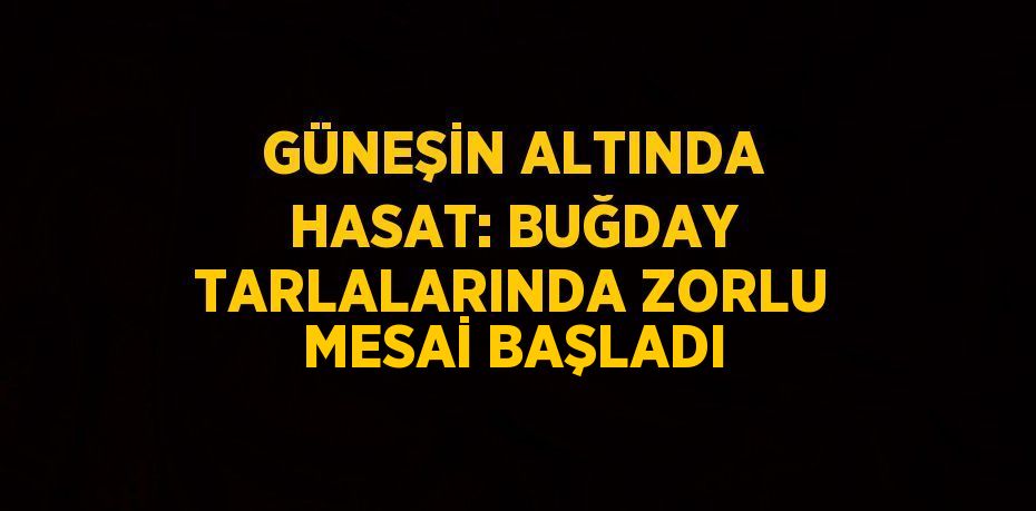 GÜNEŞİN ALTINDA HASAT: BUĞDAY TARLALARINDA ZORLU MESAİ BAŞLADI