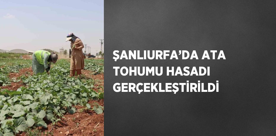 ŞANLIURFA’DA ATA TOHUMU HASADI GERÇEKLEŞTİRİLDİ