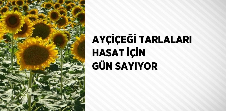 AYÇİÇEĞİ TARLALARI HASAT İÇİN GÜN SAYIYOR